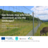 Can fences stop wild boar movement across the landscape?